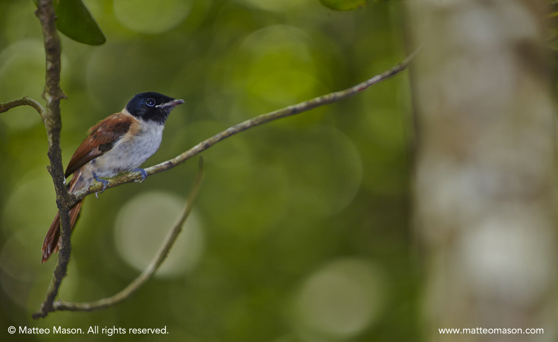 Paradise Flycatcher Seychelles Female Veuve Reserve