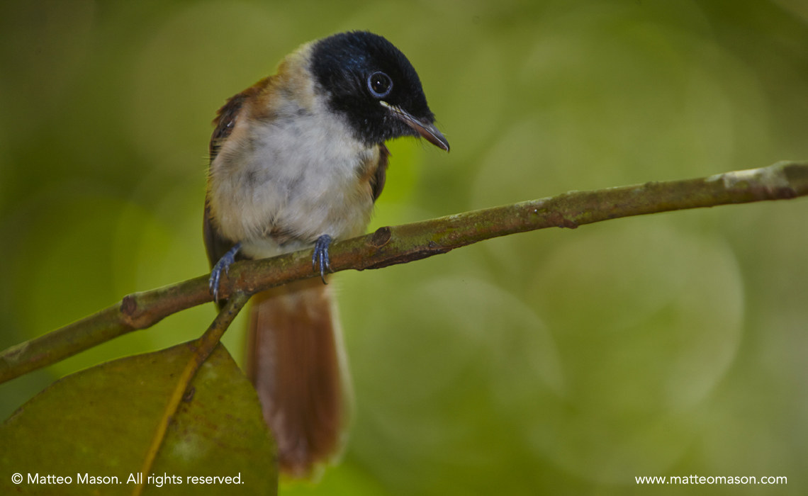 Paradise Flycatcher Seychelles Female Veuve Reserve