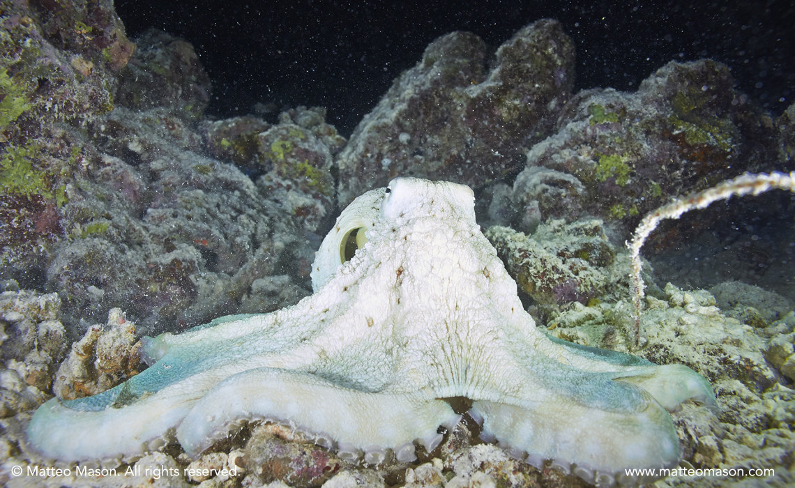 Octopus during the Night