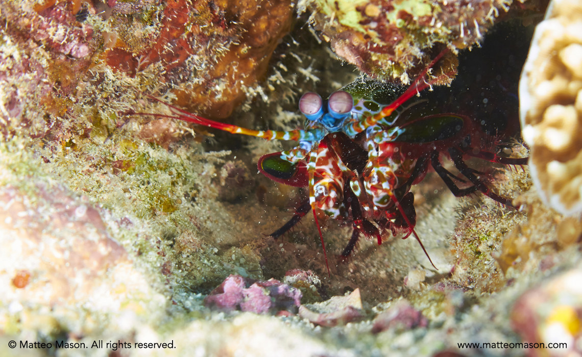 Mantis Shrimp