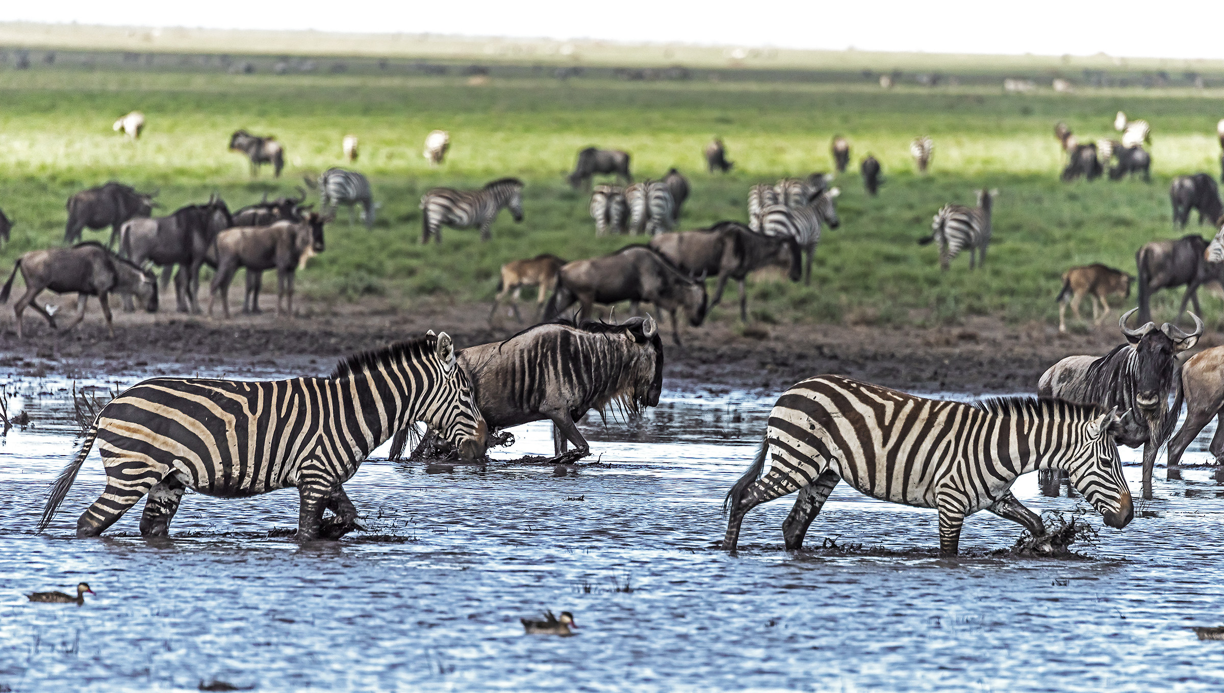 Tanzania 2017 - Zebras