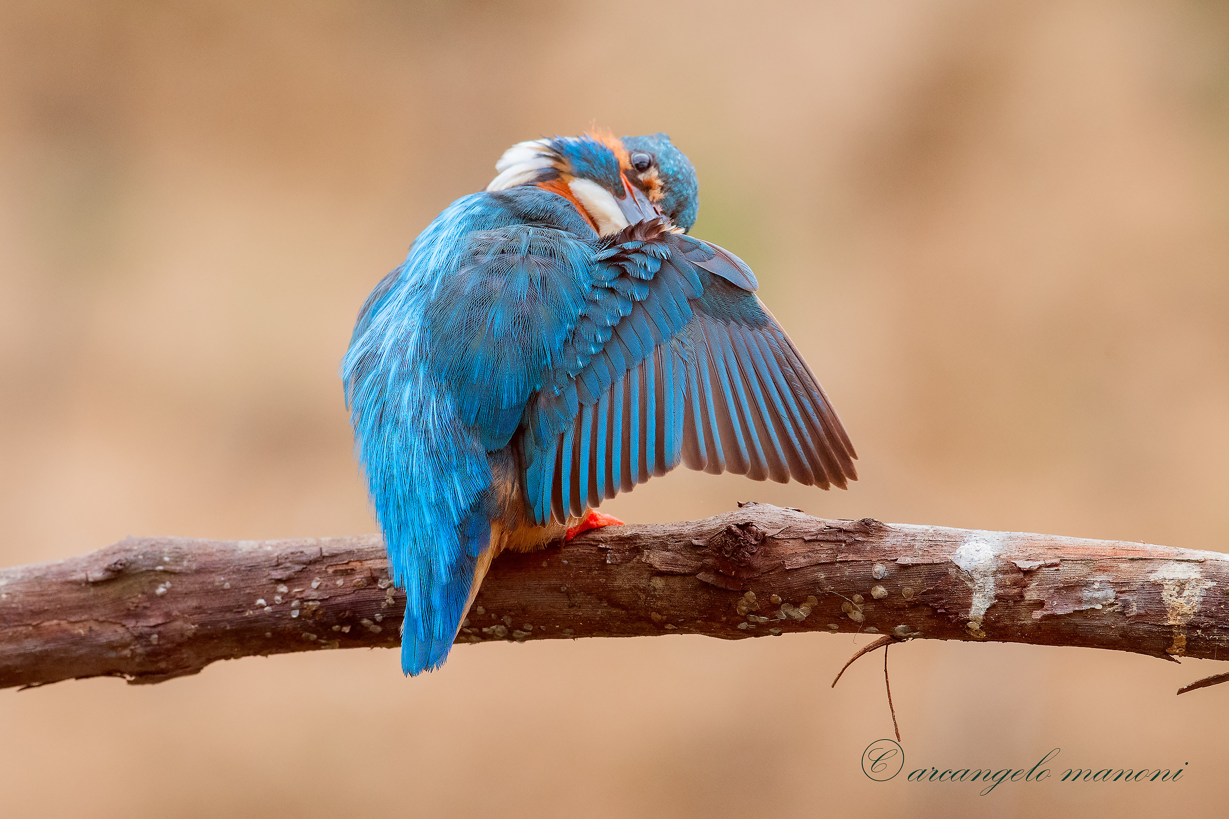 Mostrando le penne dell'ala