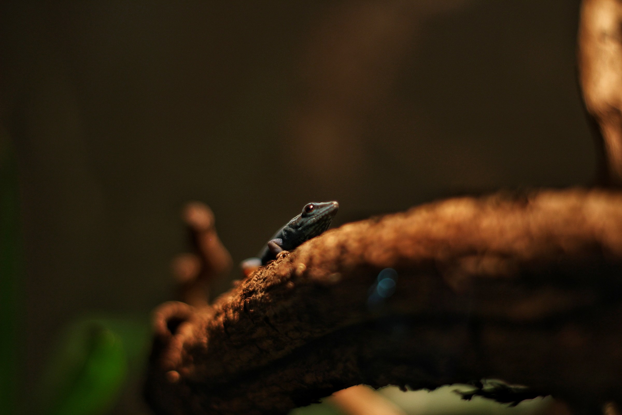 Small guest of the Muse of Trento