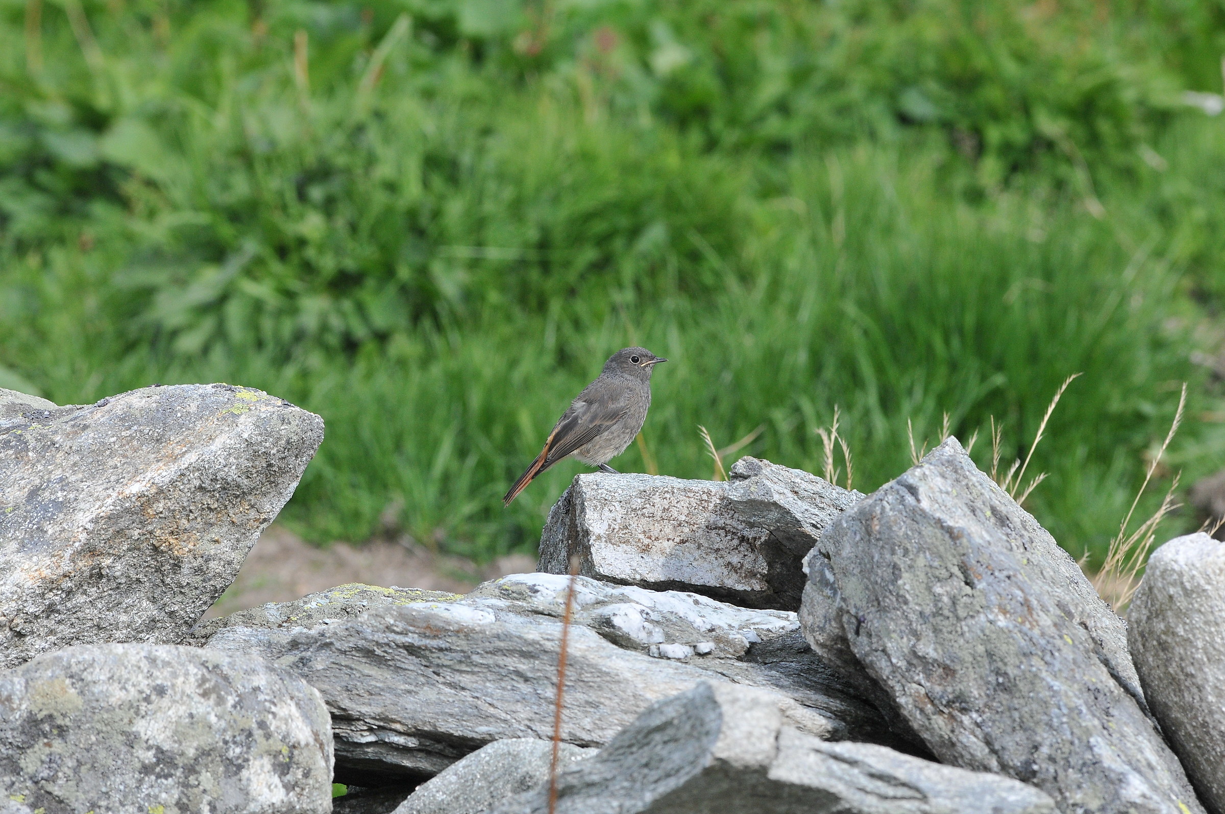 I think it's a codirosso