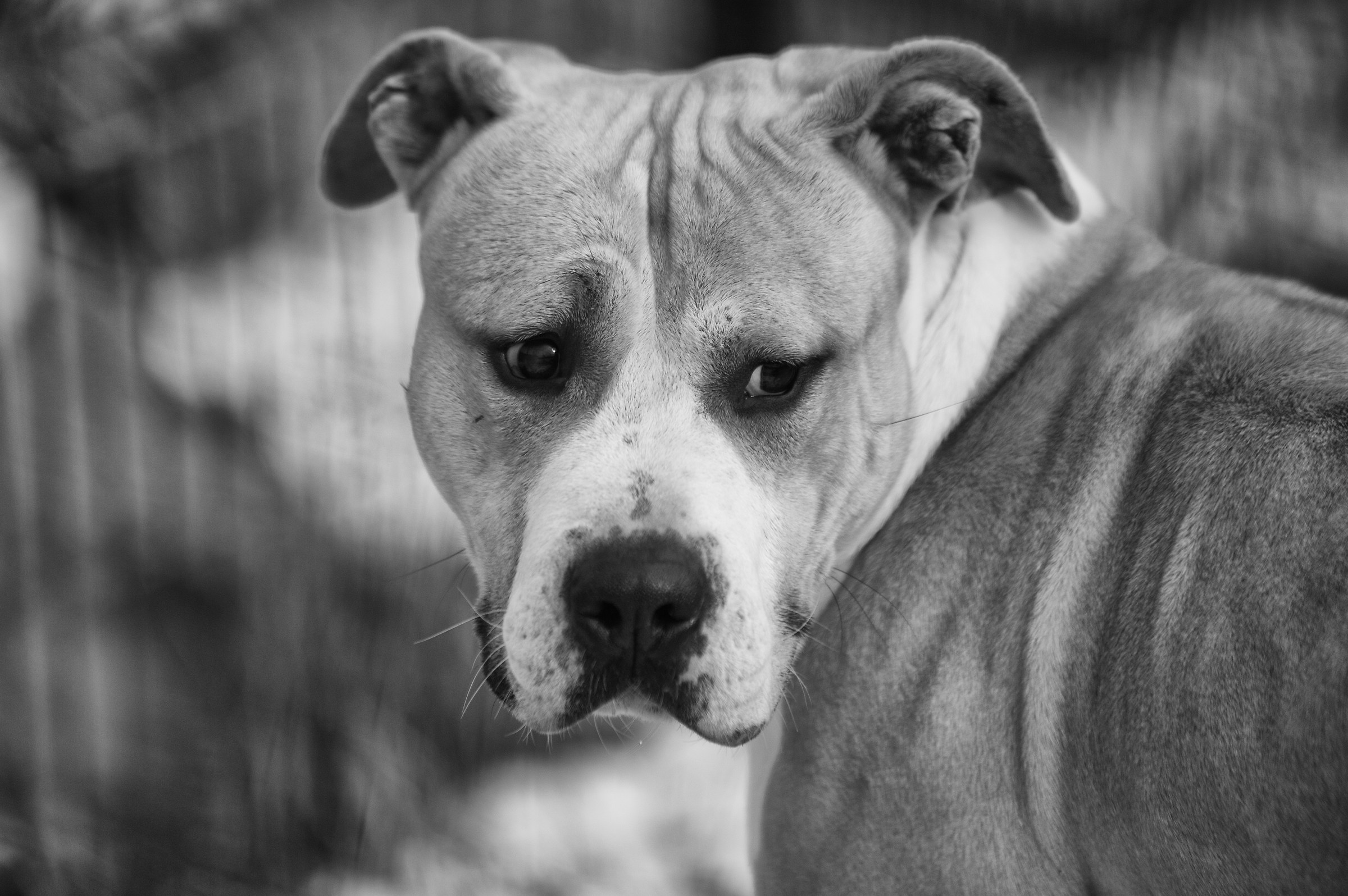 Morgan, the look of a dog does not mind