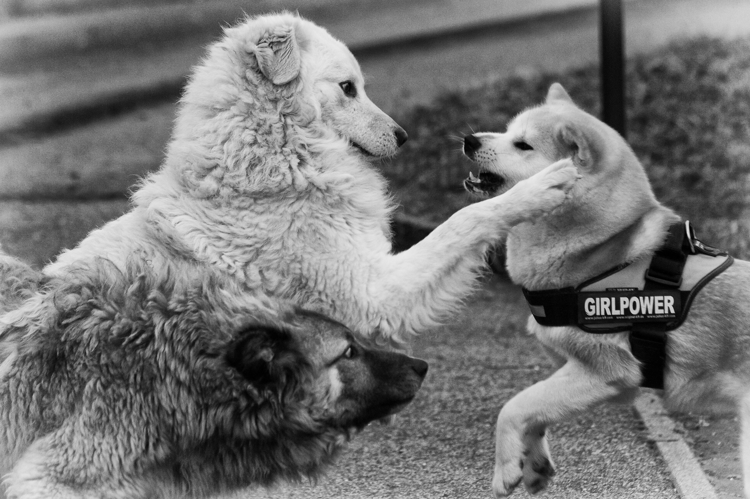 The value of nonverbal communication