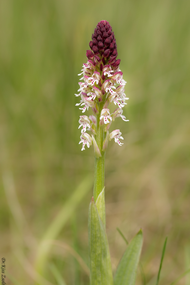 Burnt Orchid