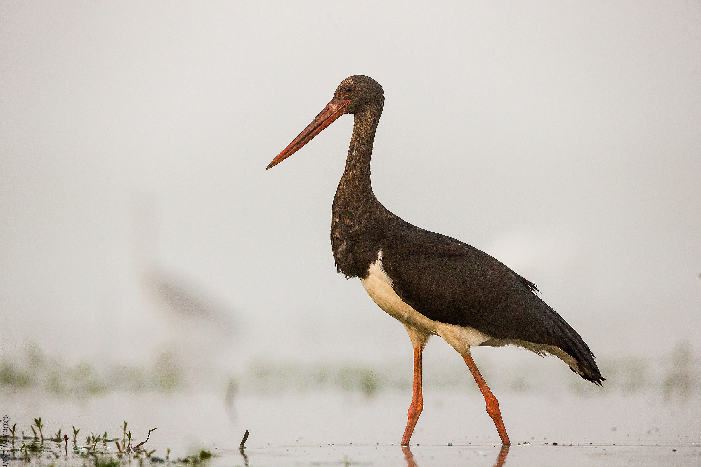 Giovane cicogna nera