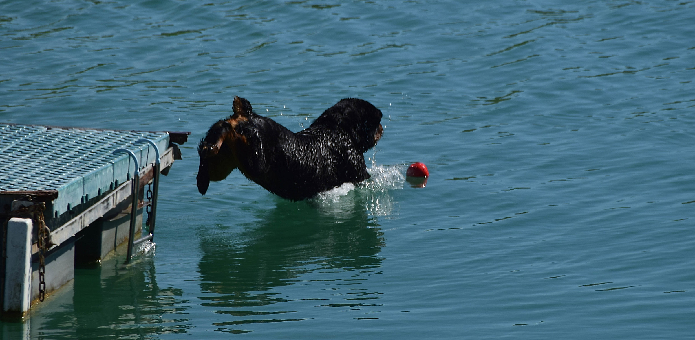 Nuovo campione di tuffi....