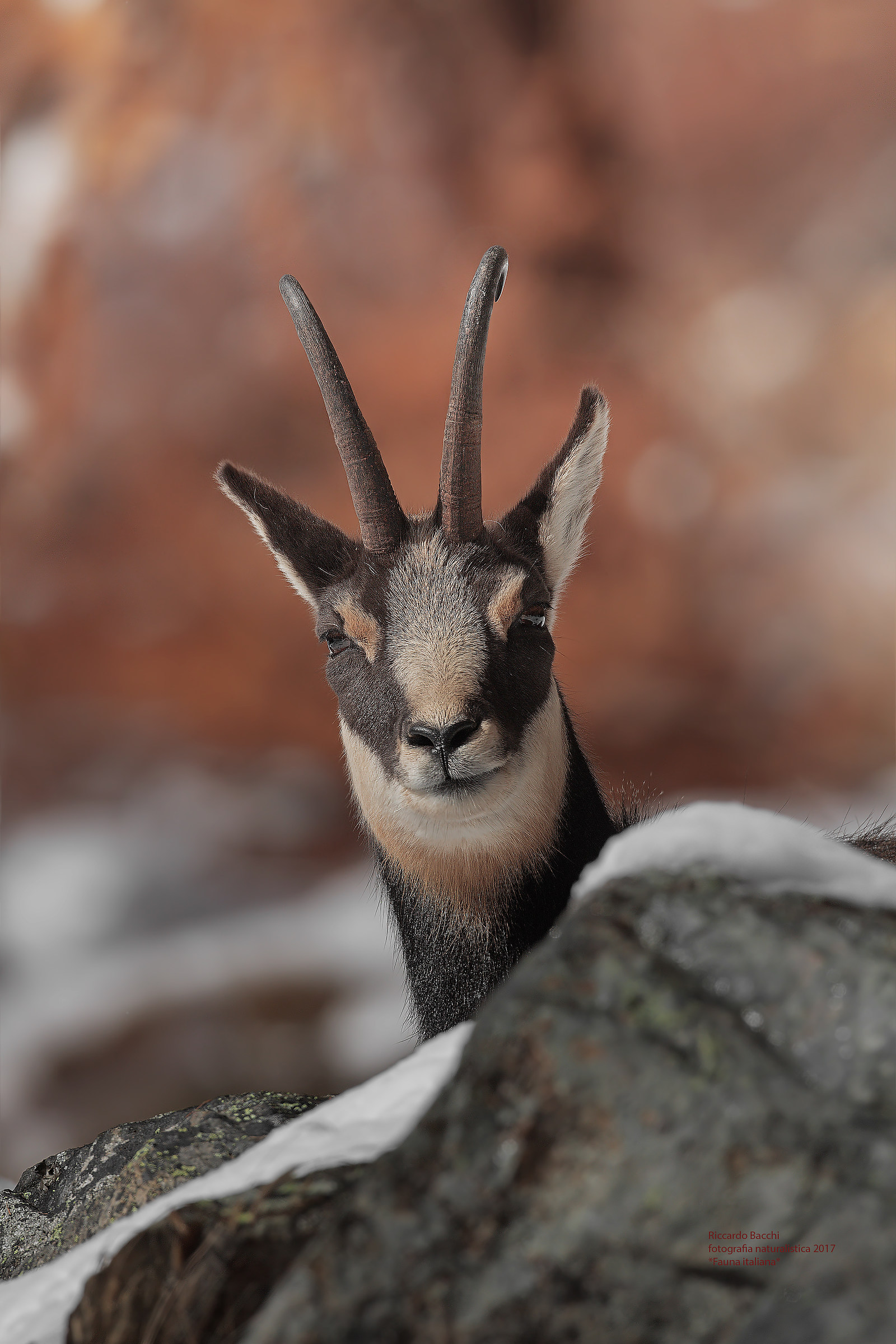 Camoscio e sfondo larici
