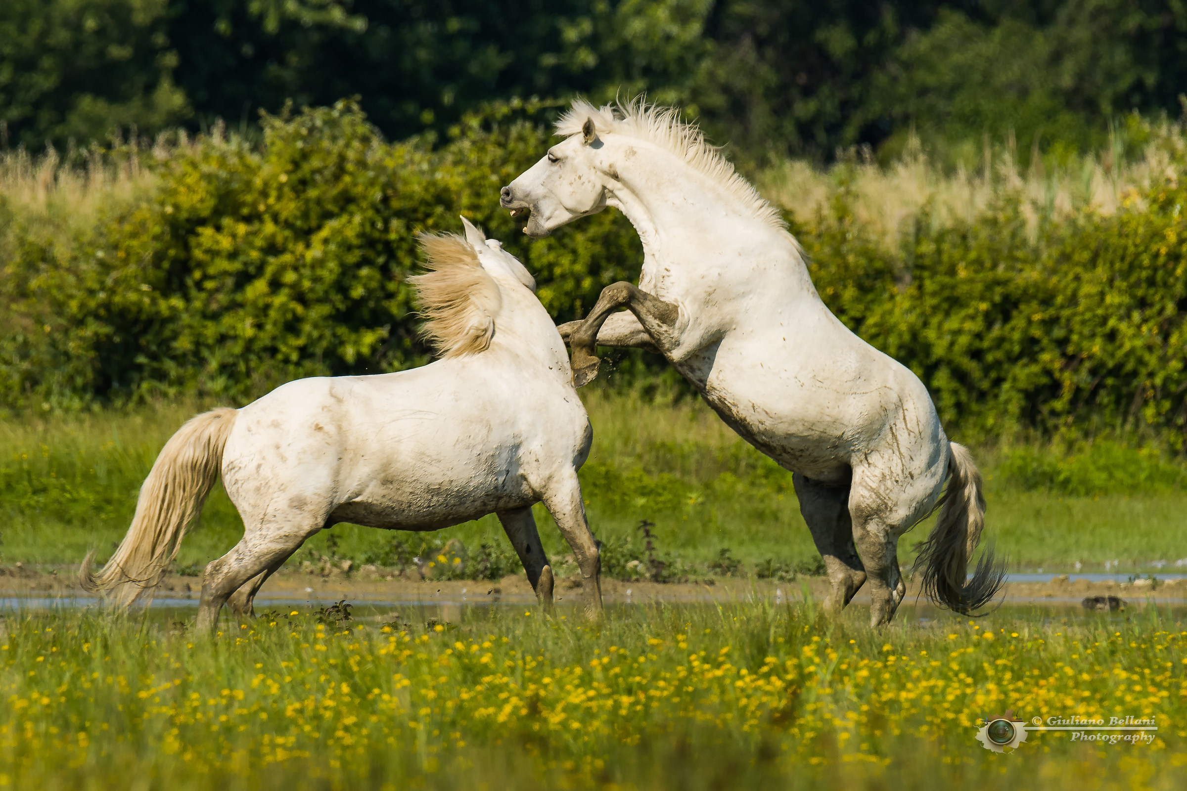 Camargue Horses