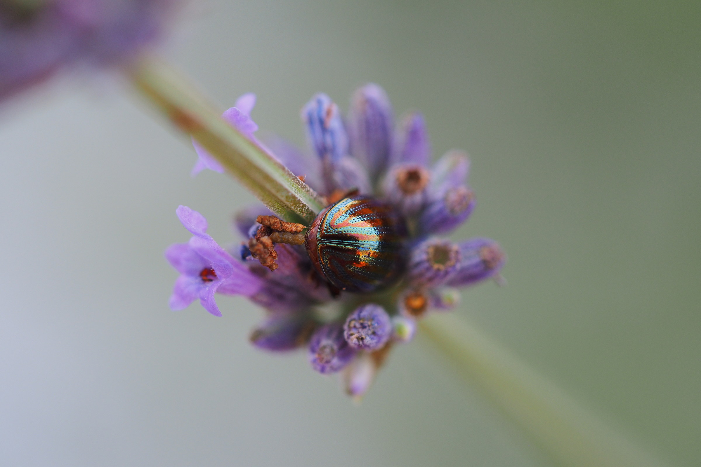 Maggiolino su fiore di lavanda