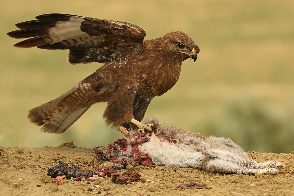 Buzzard at the banquet