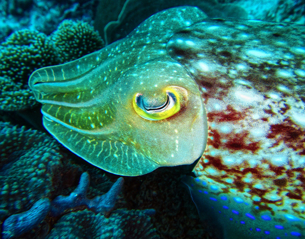 cuttlefish