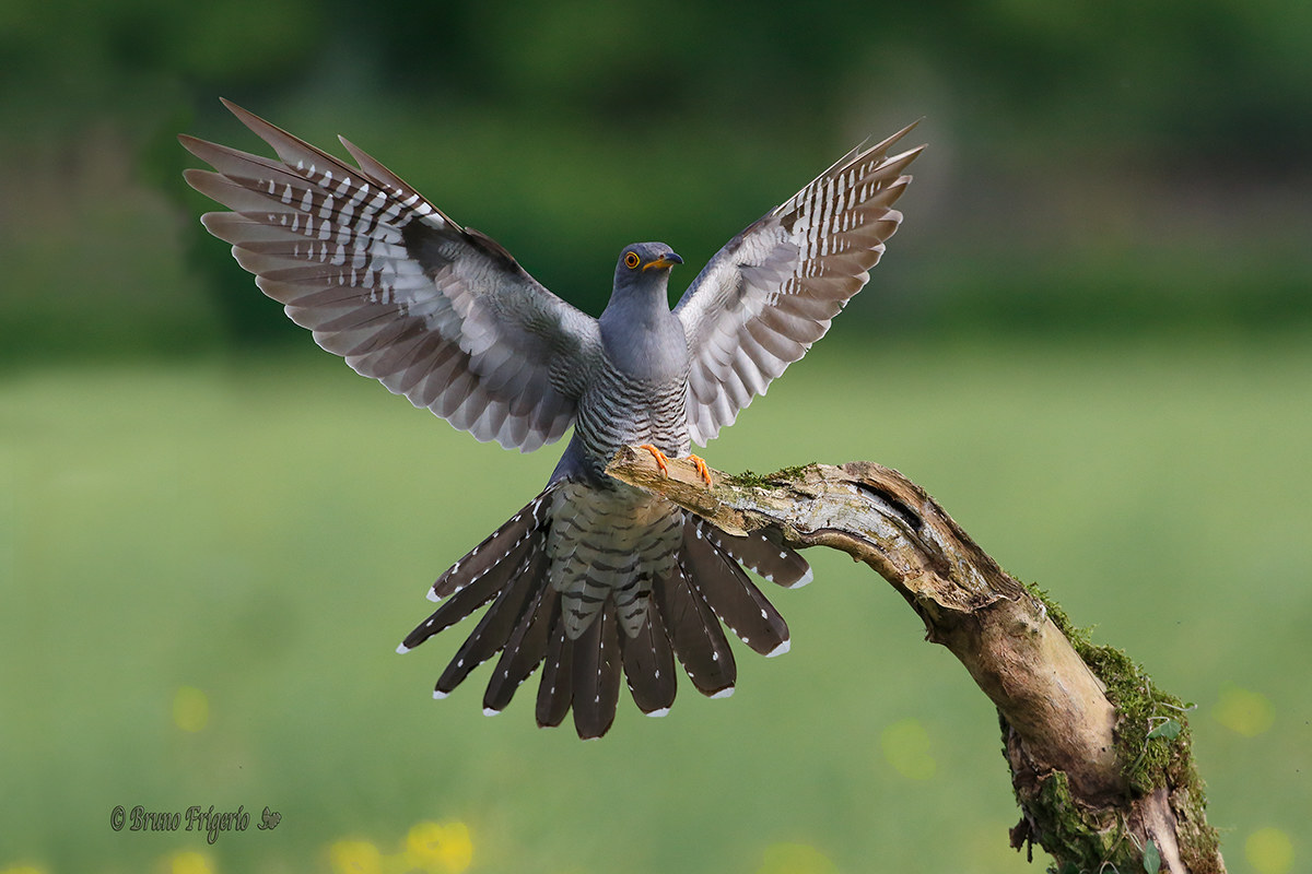 cuckoo