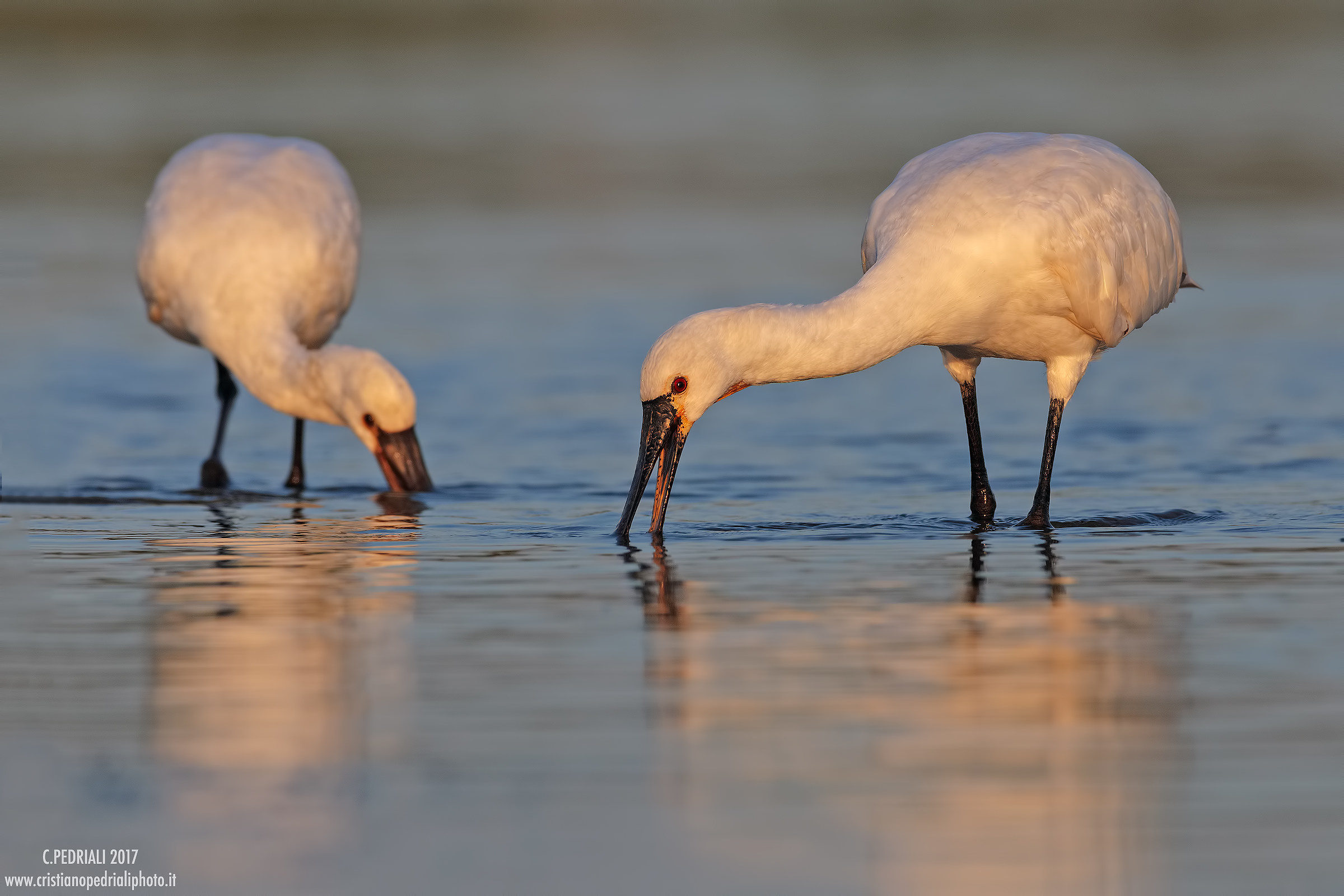 A last moment of light ...