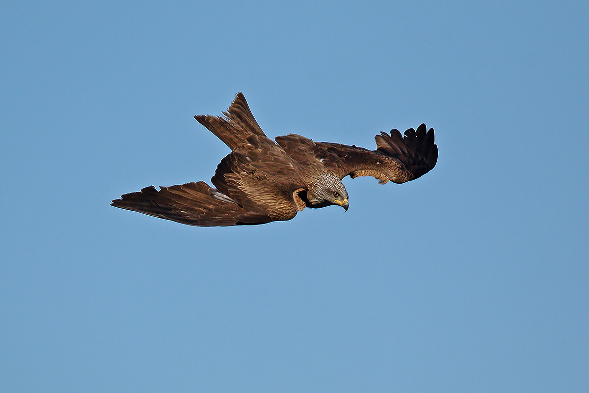Brown kite