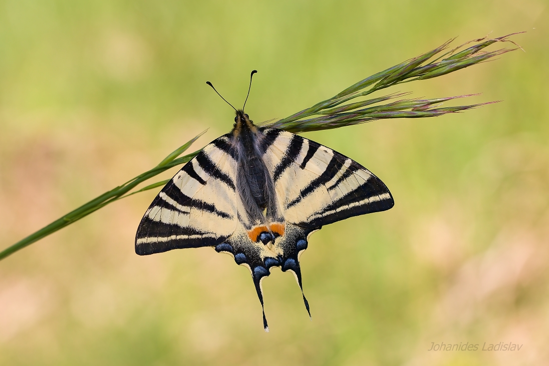 Vidlochvost ovocný - Iphiclides podalirius