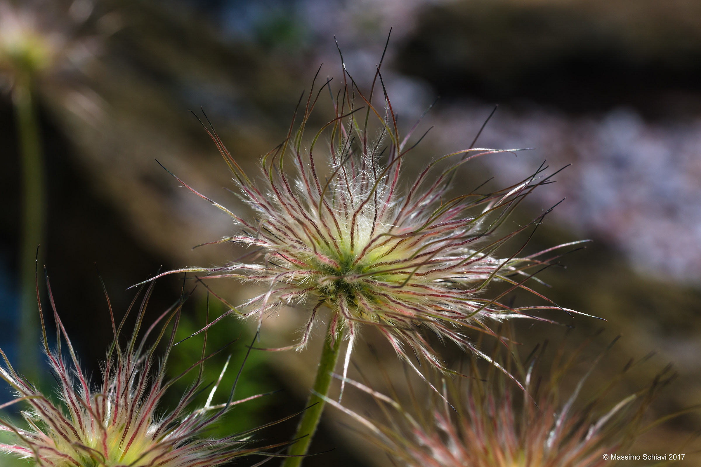 Pulsatilla Armenia (Fruit).