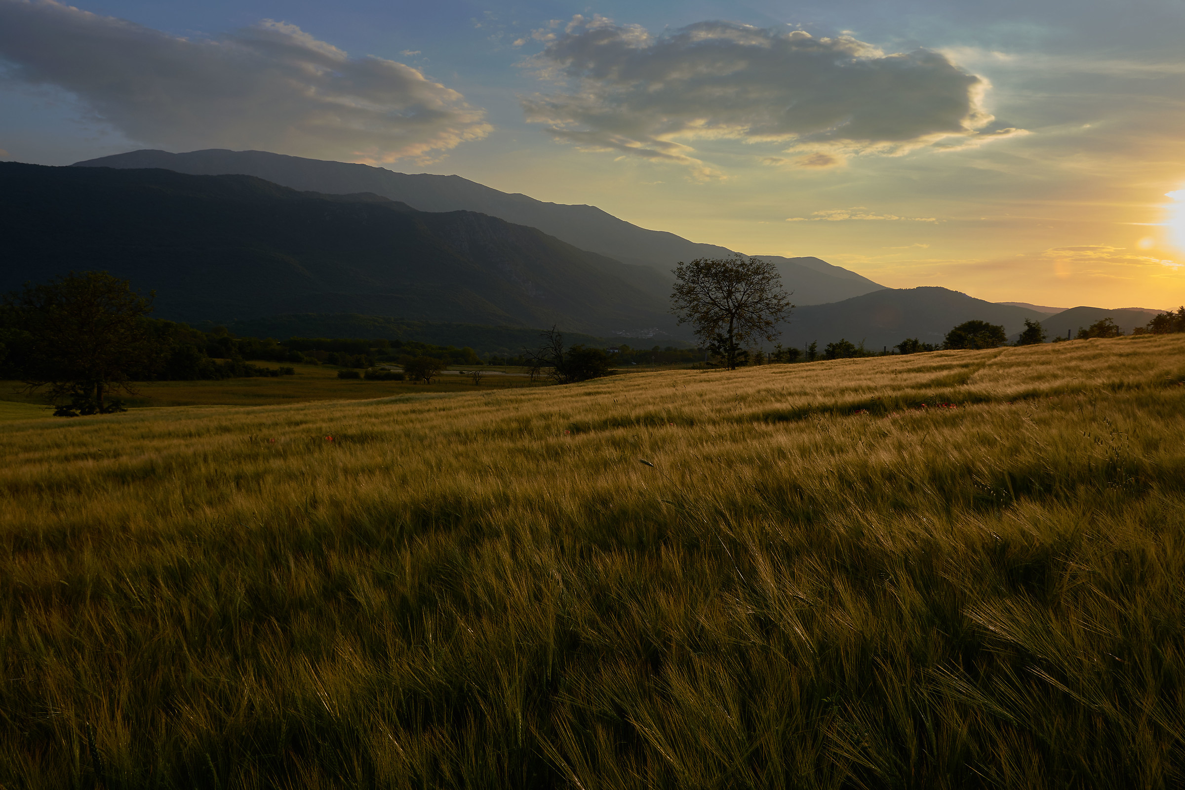 Campi di grano al tramonto