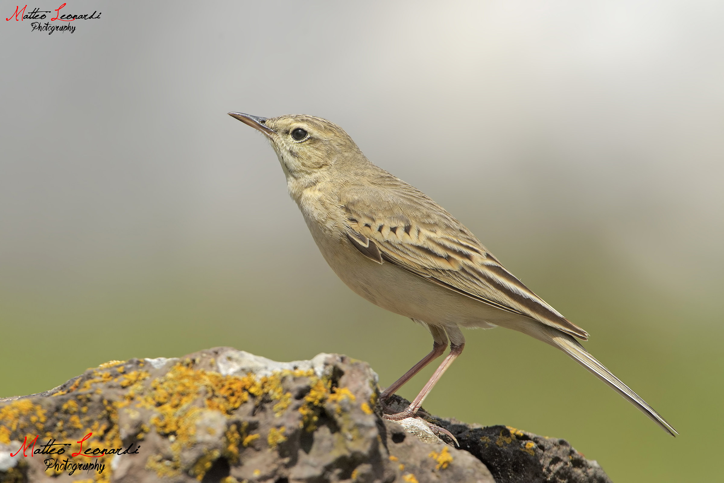 Calderon - Apuan Alps