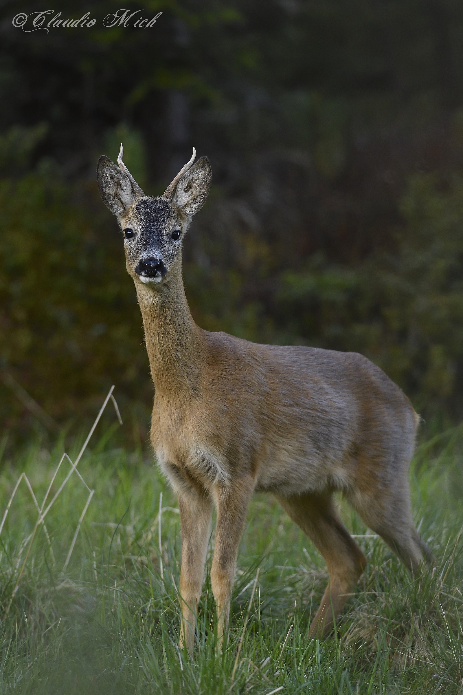 Il giovane capriolo