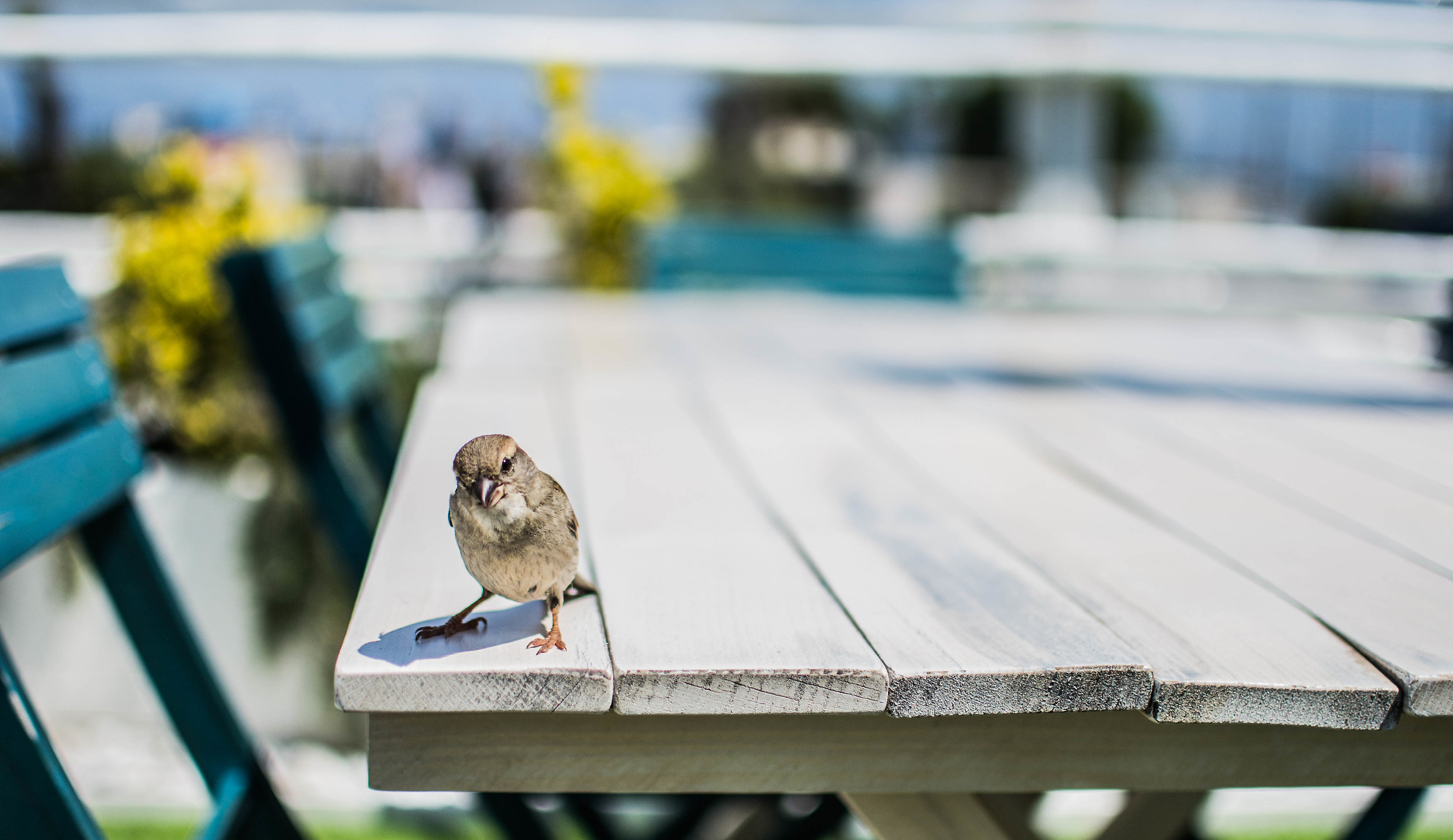 uccellino affamato 1