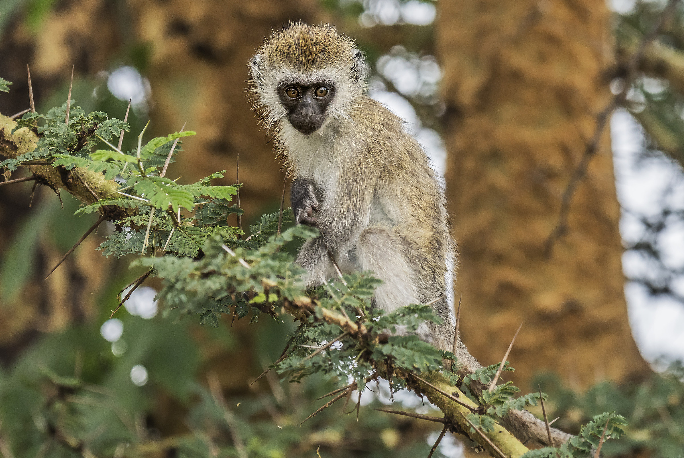 Tanzania 2017 - Sull'albero