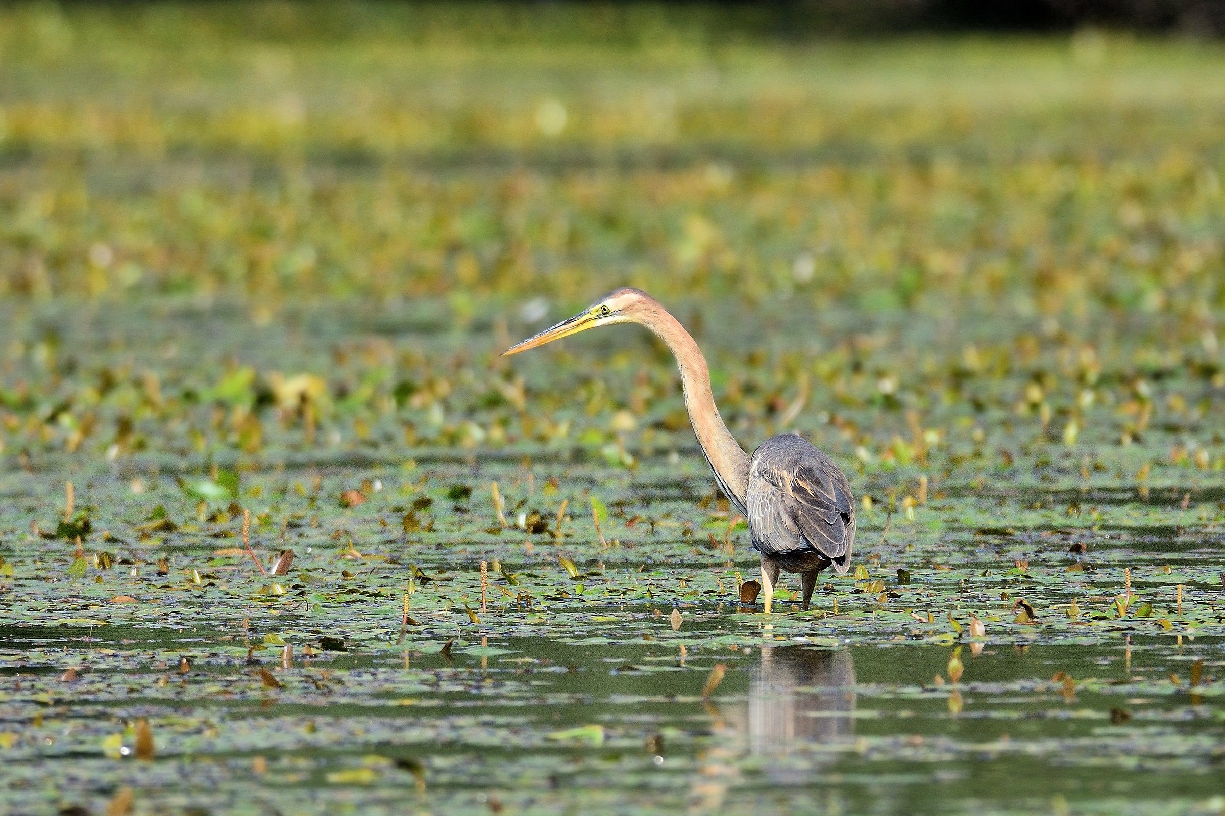 Red heron (Ardea purpurea)