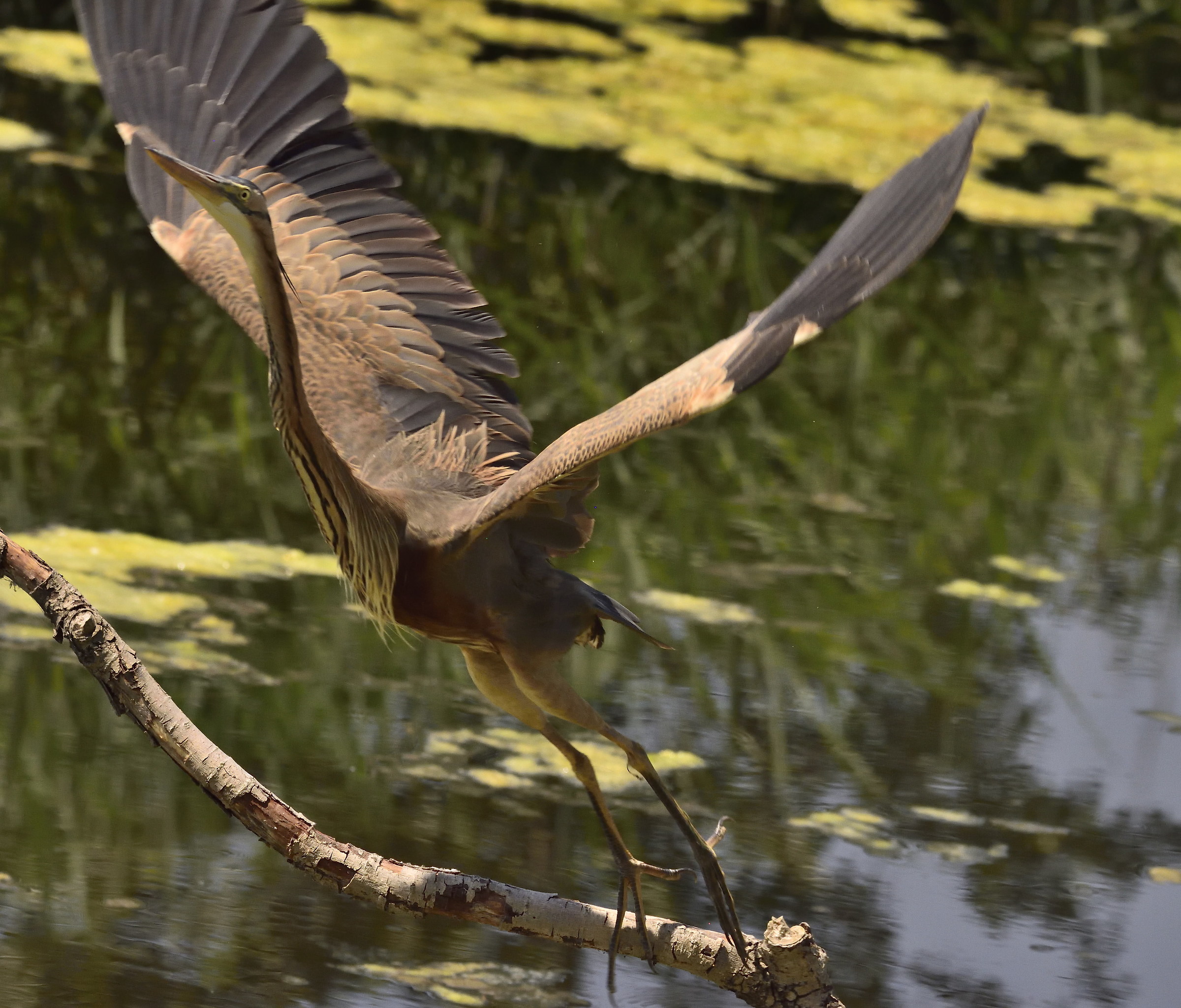 Red heron