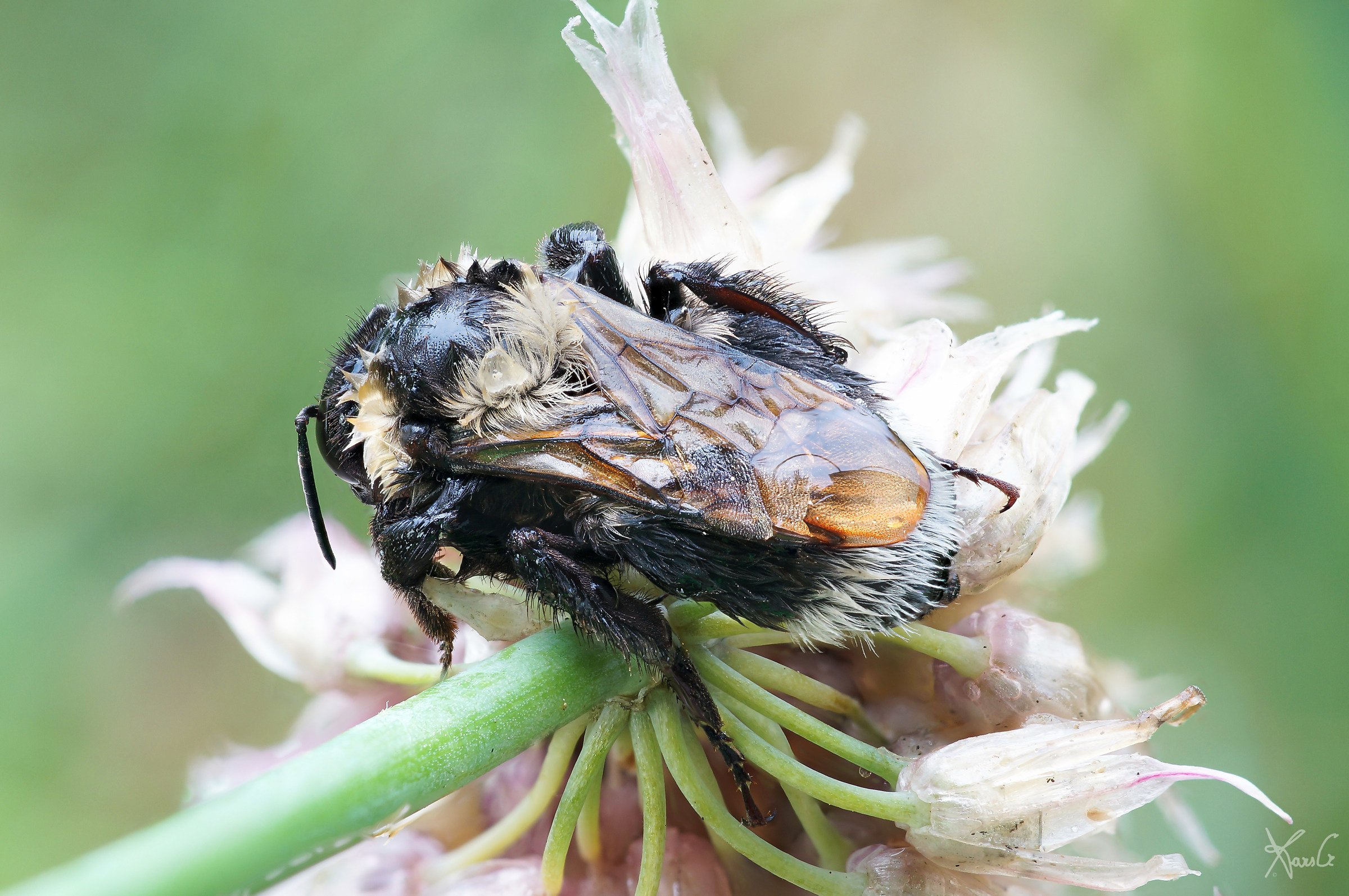 The bombo and thunderstorm