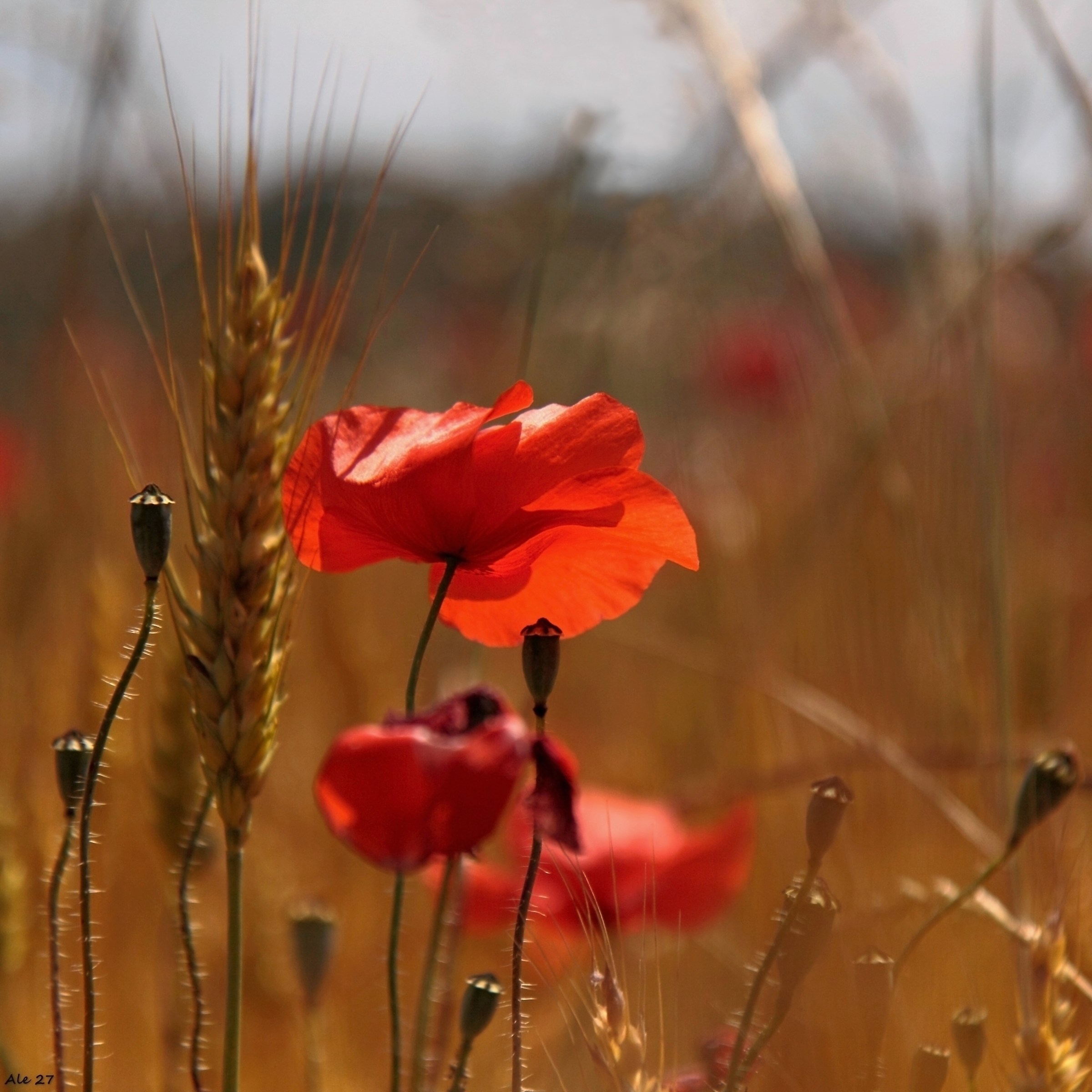 una spiga e un papavero ... un grande amore ...
