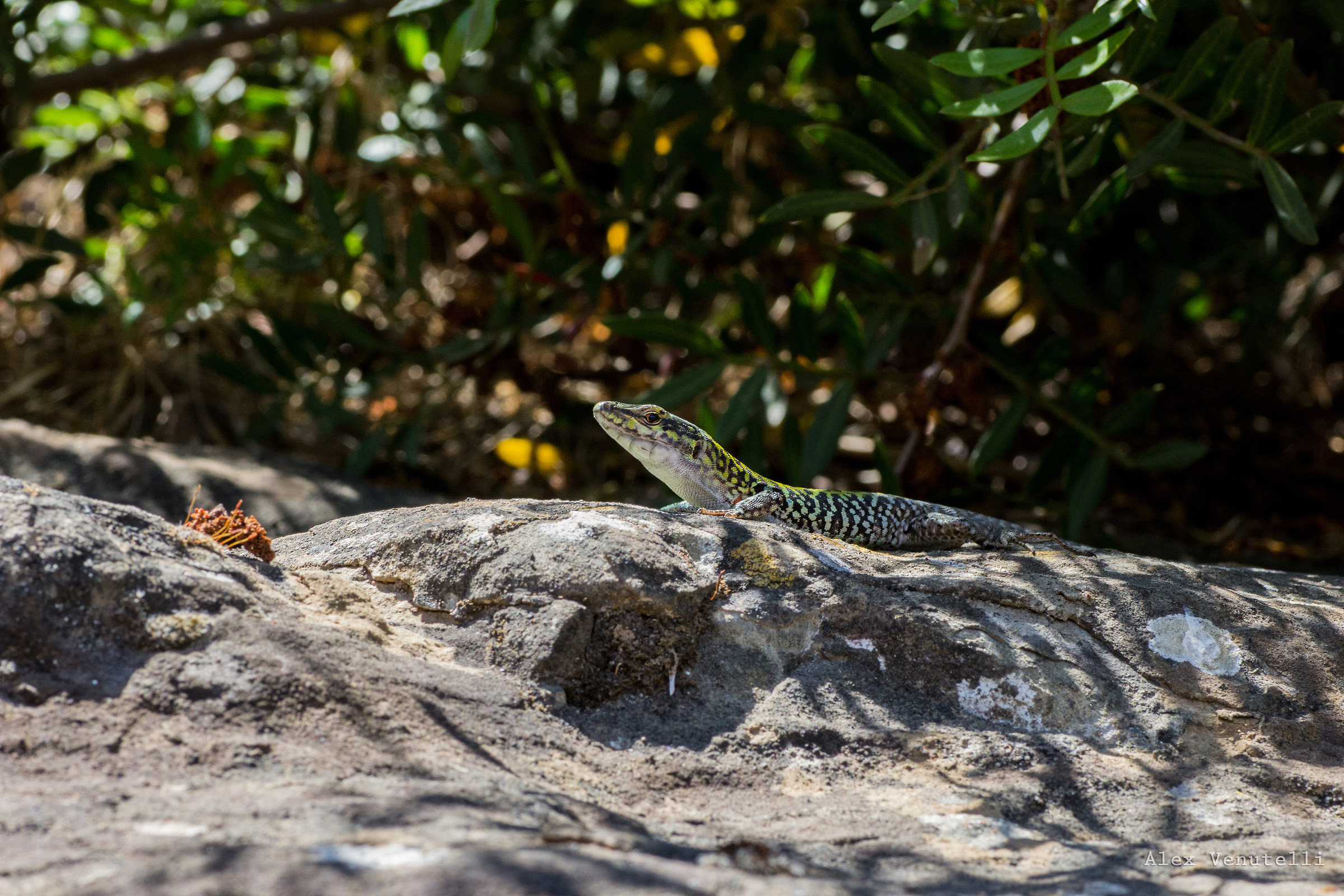 Podarcis siculus Rafinesque, 1810