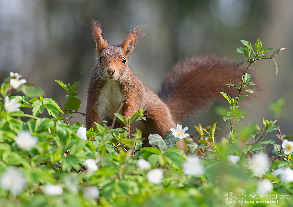 The Red Among Flowers