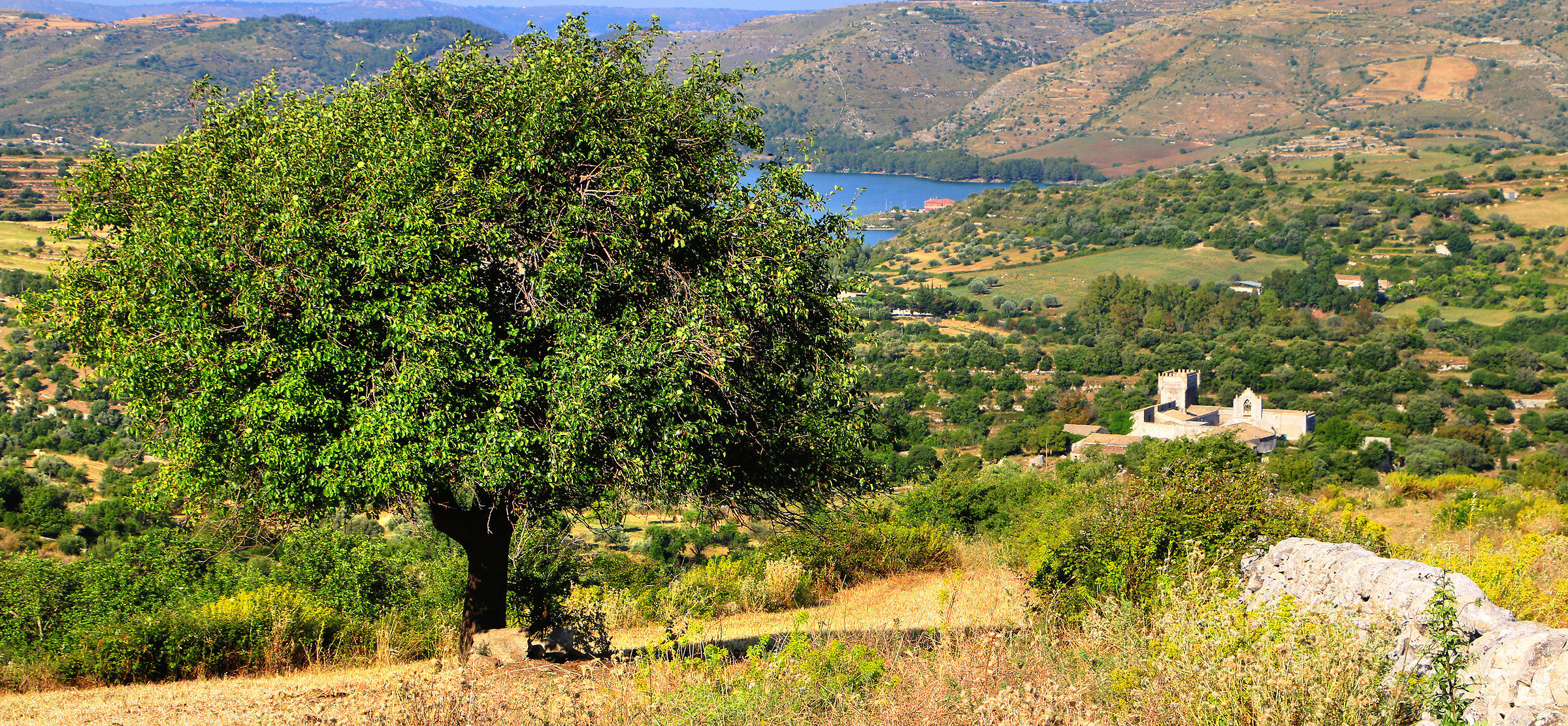 Omaggio al carrubo...