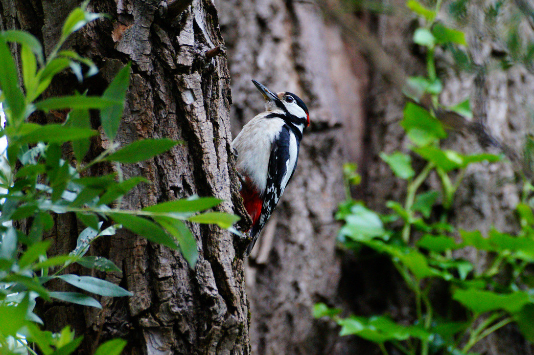 Picchio Rosso Maggiore