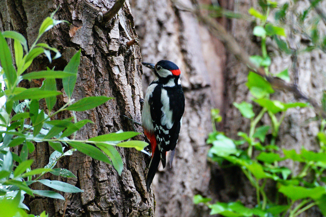Picchio Rosso Maggiore