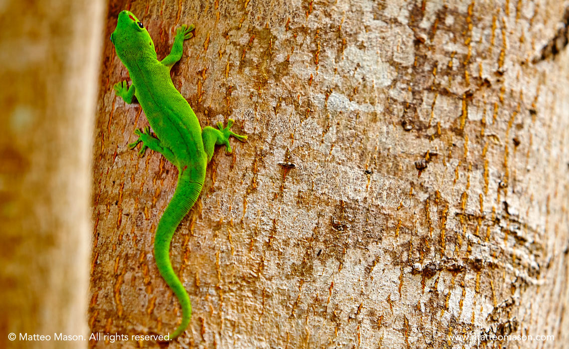 Green Lizard