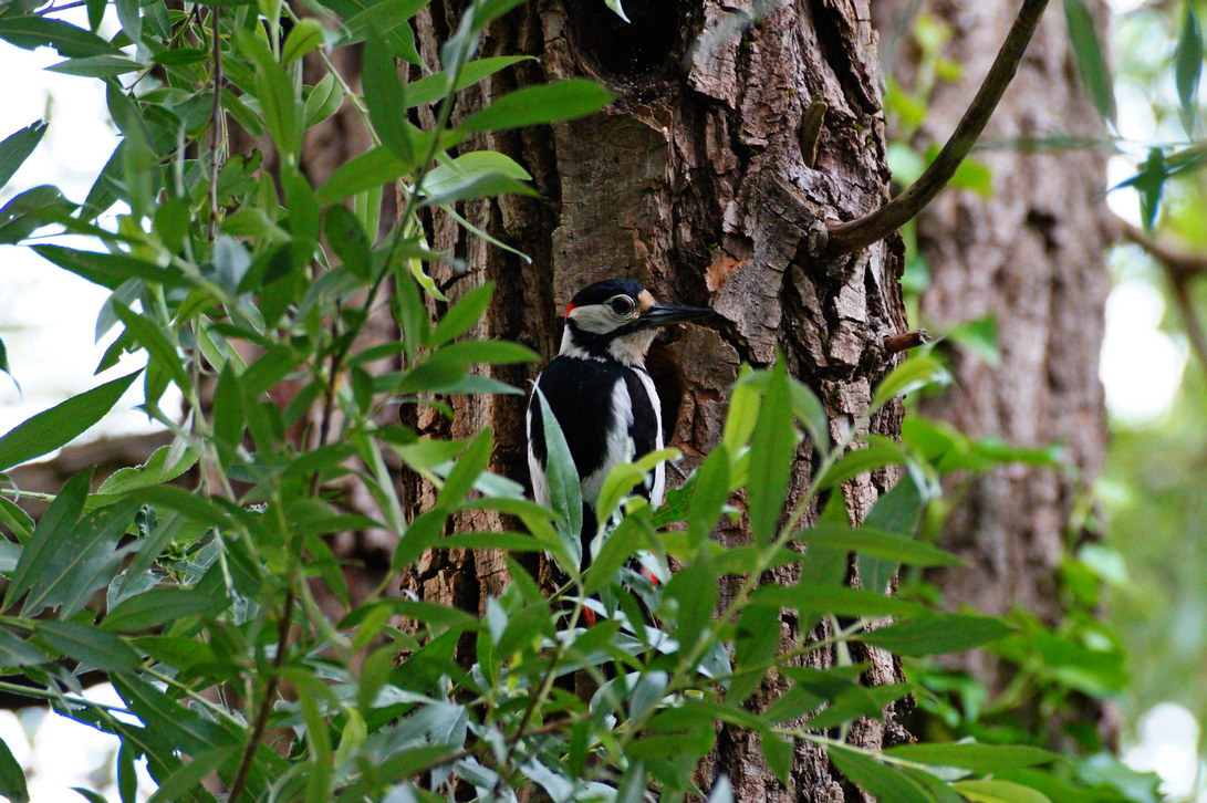 Picchio Rosso Maggiore
