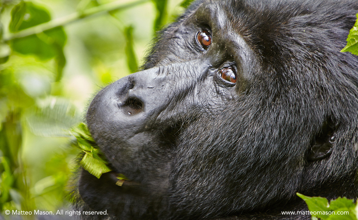 Mountain Gorilla