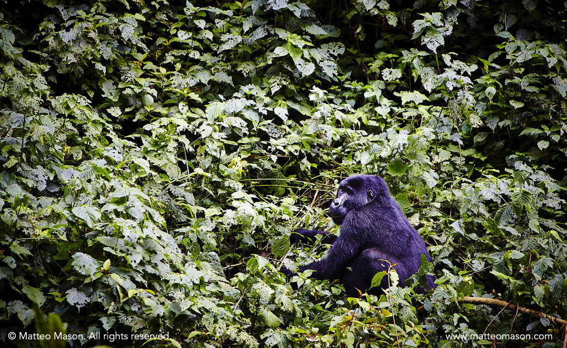 Mountain Gorilla