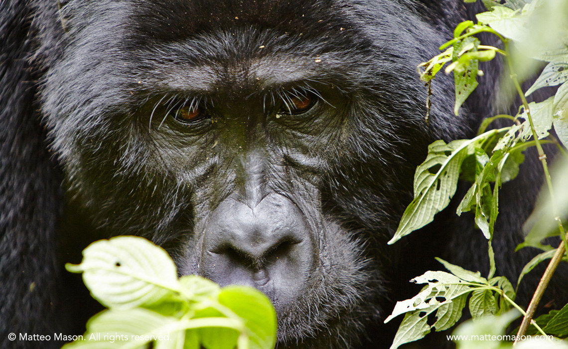 Mountain Gorilla
