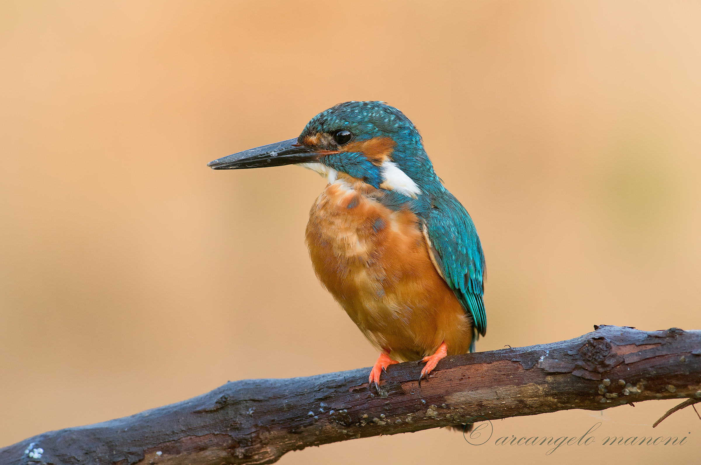 Il padrone del fiume