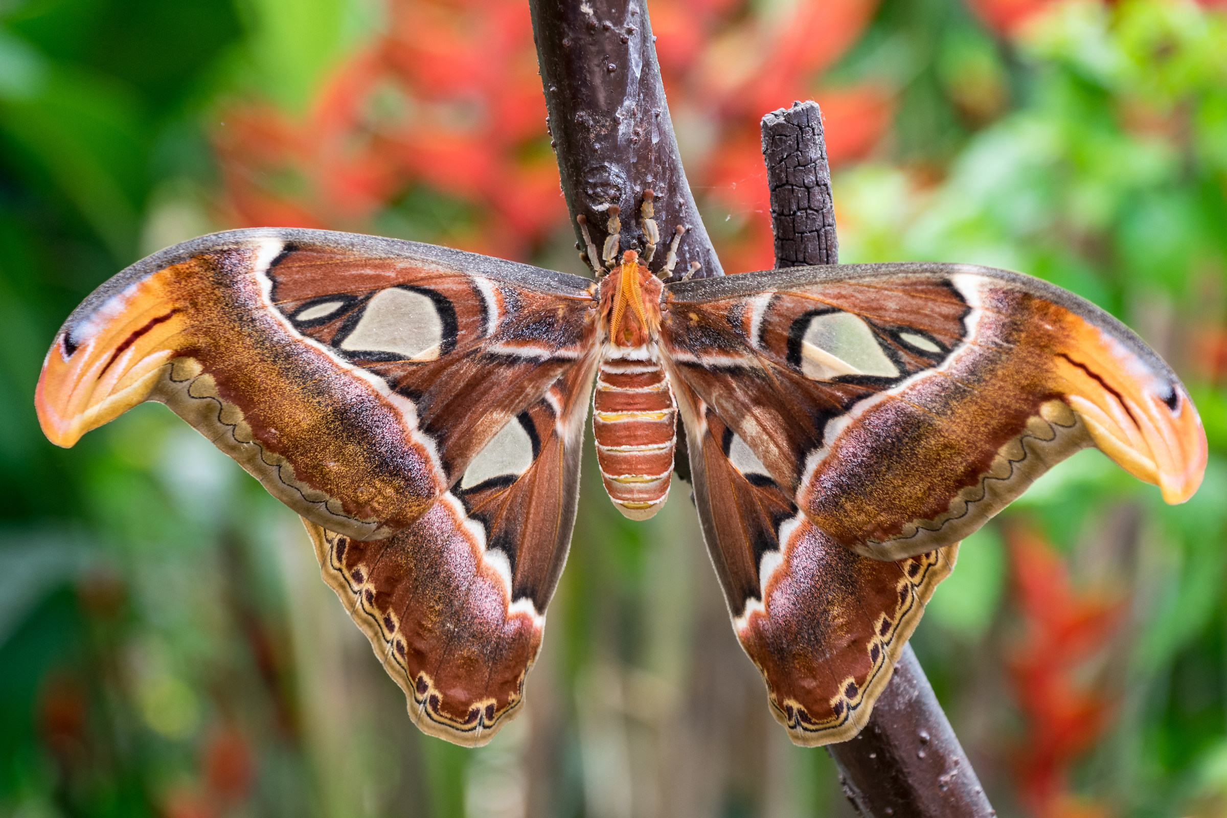 Attacus Atlas