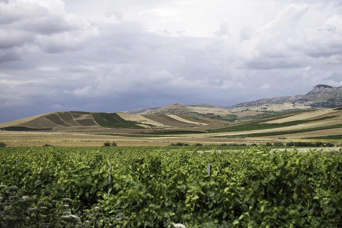 Scorcio campestre 1 (Fondovalle)