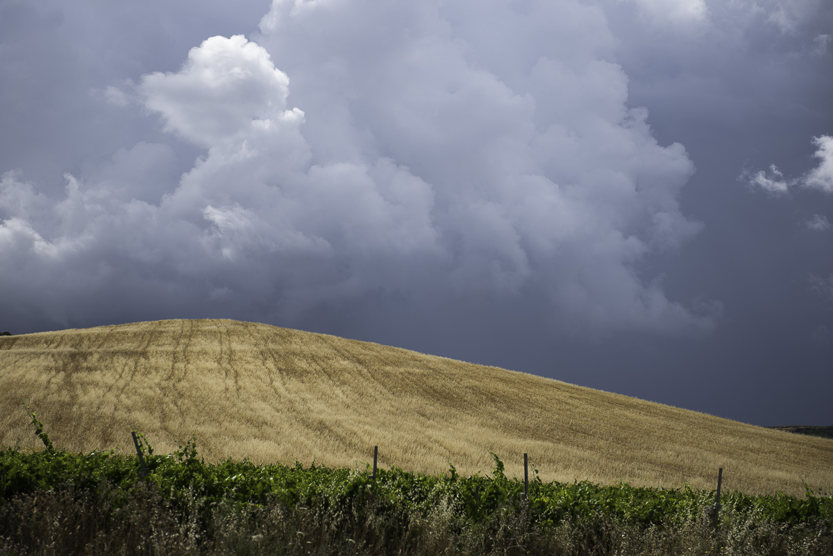 Scordio campestre 2 (Fondovalle)