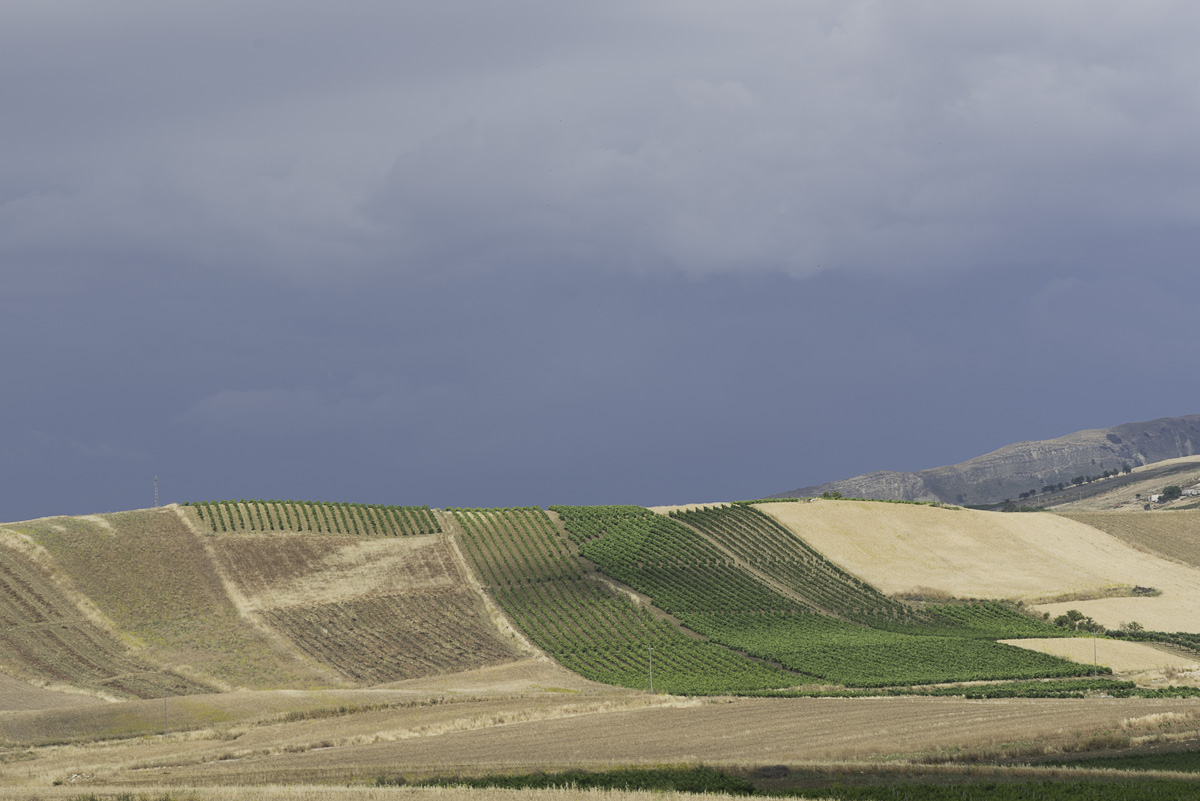 Scorcio campestre 3 (Fondovalle)