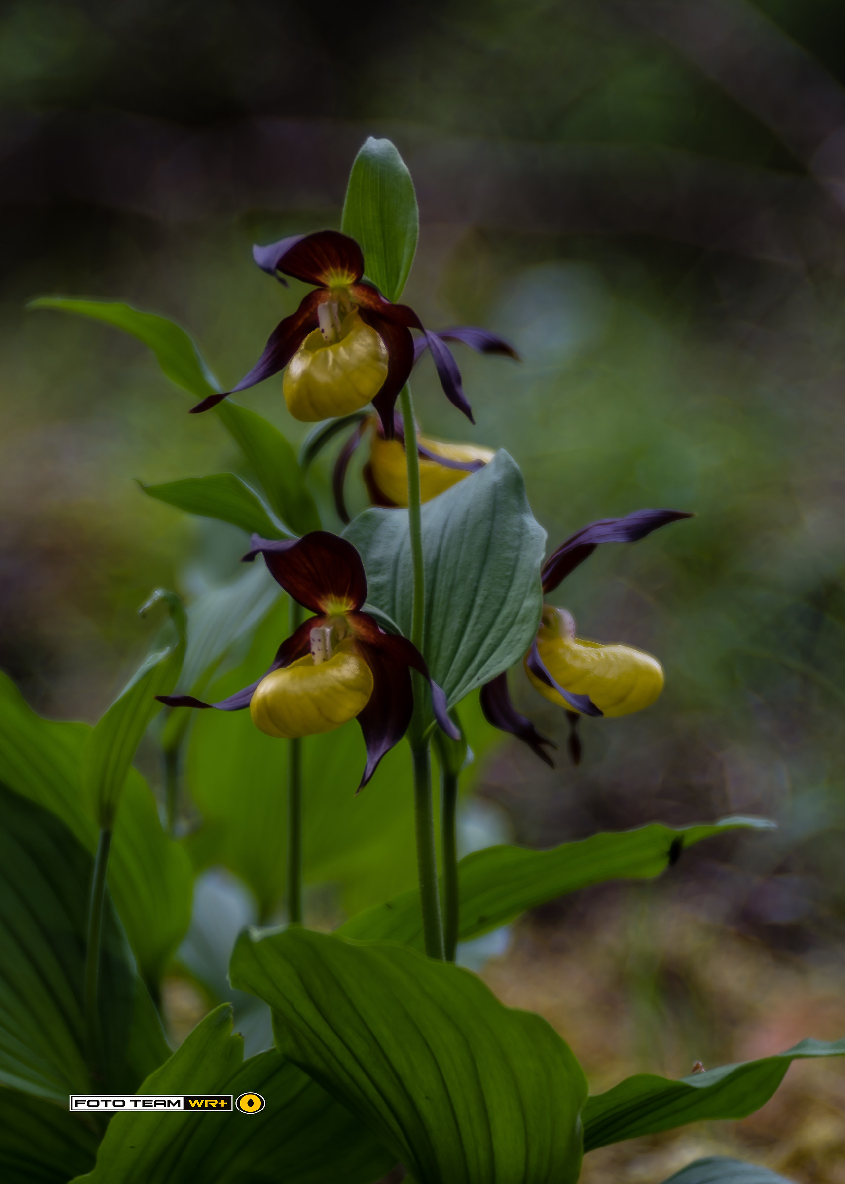 Cypripedium Calceolus