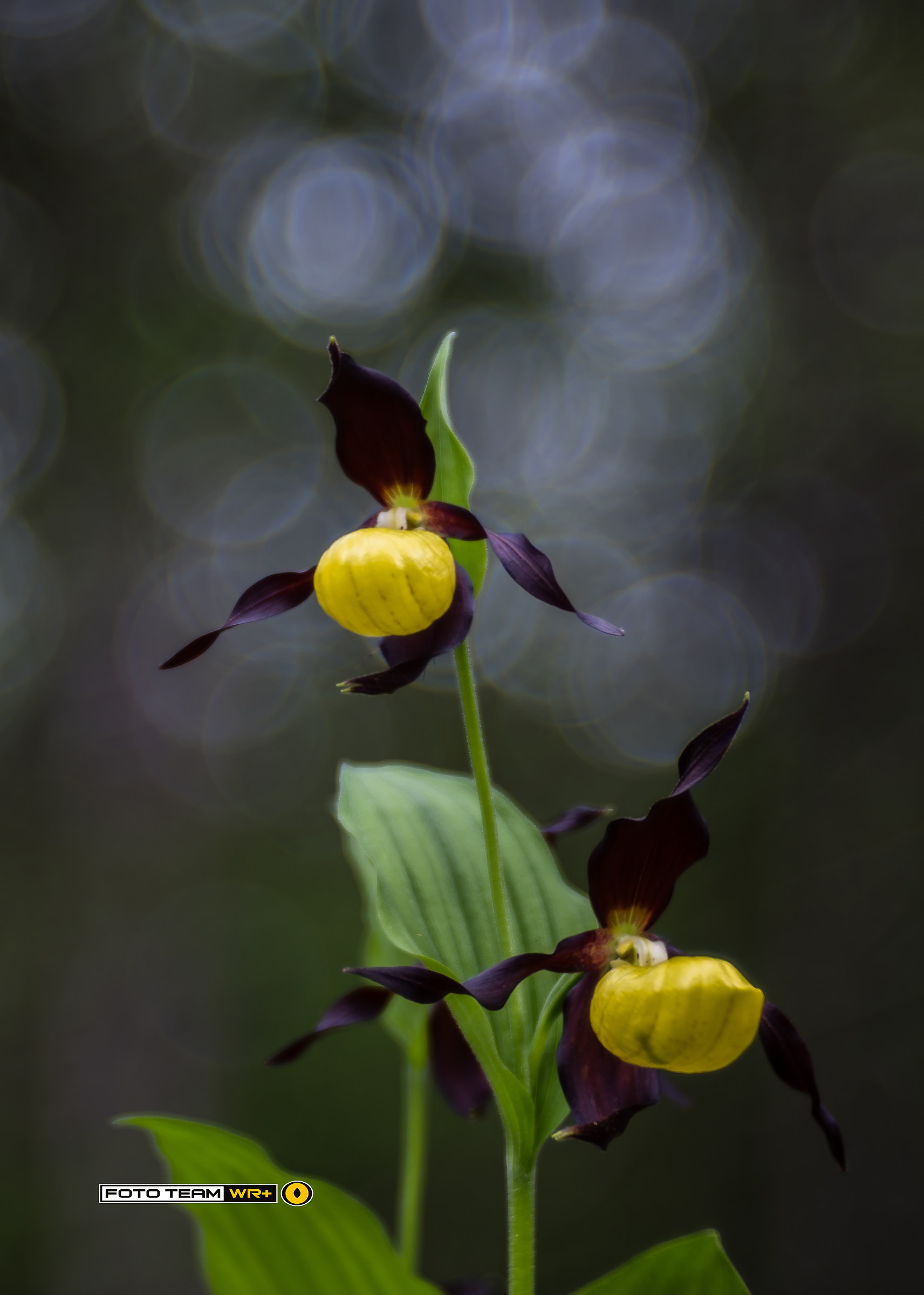Cypripedium Calceolus
