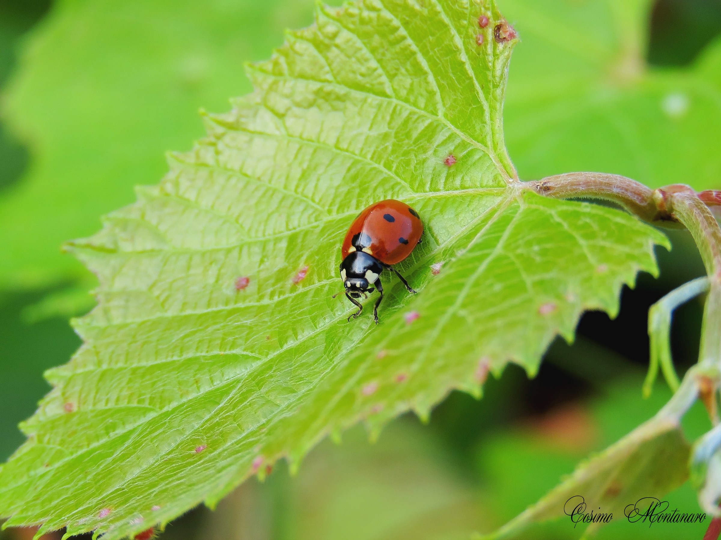 Ladybug